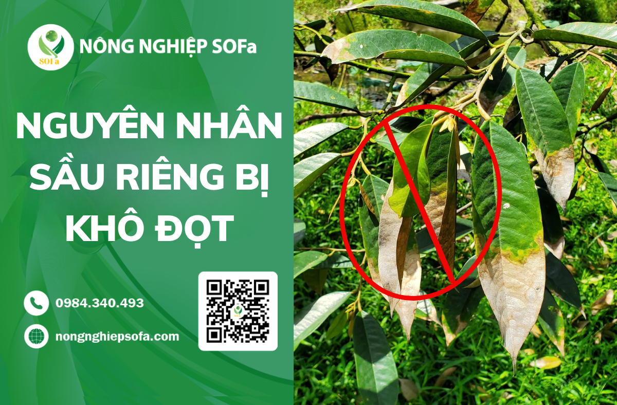sầu riêng bị khô đọt