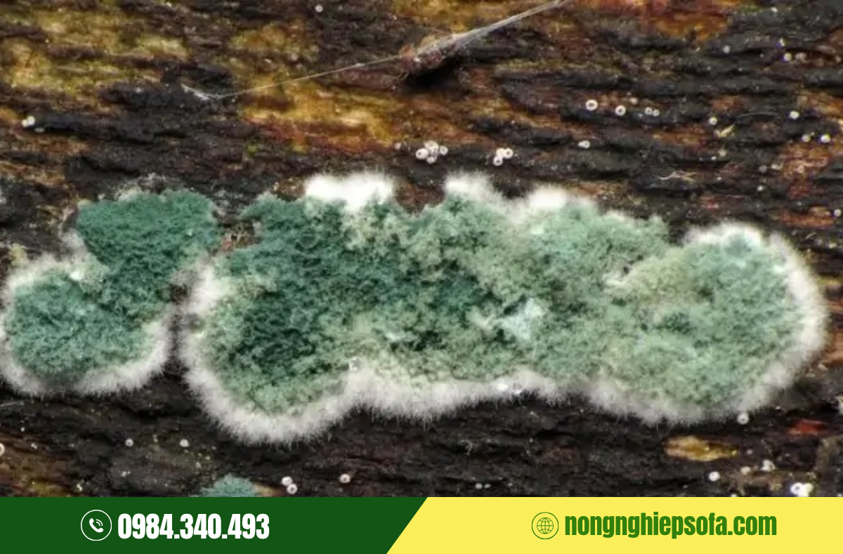 nam-trichoderma-dung-de-lam-gi