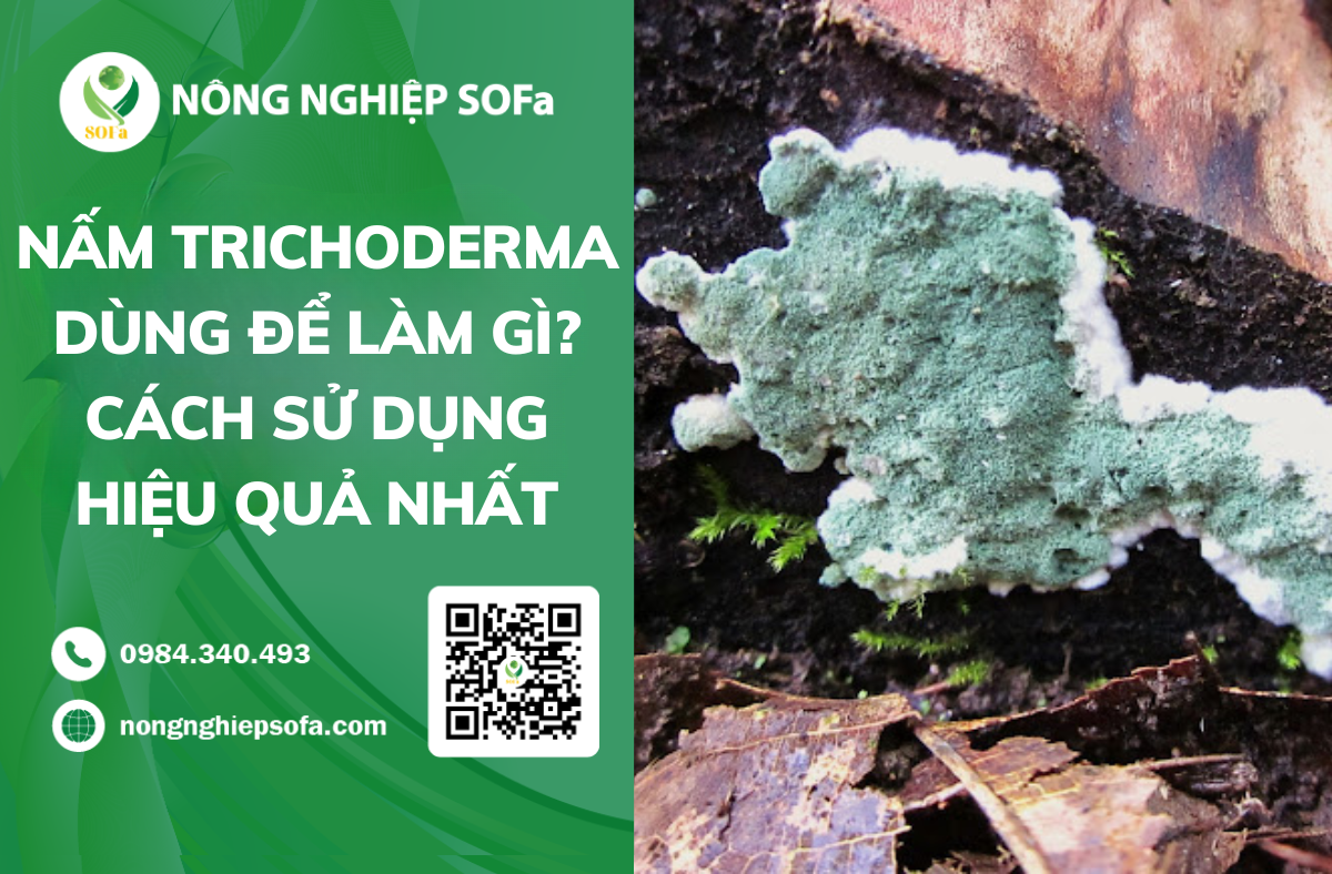 Nam trichoderma dung de lam gi Cach su dung hieu qua nhat