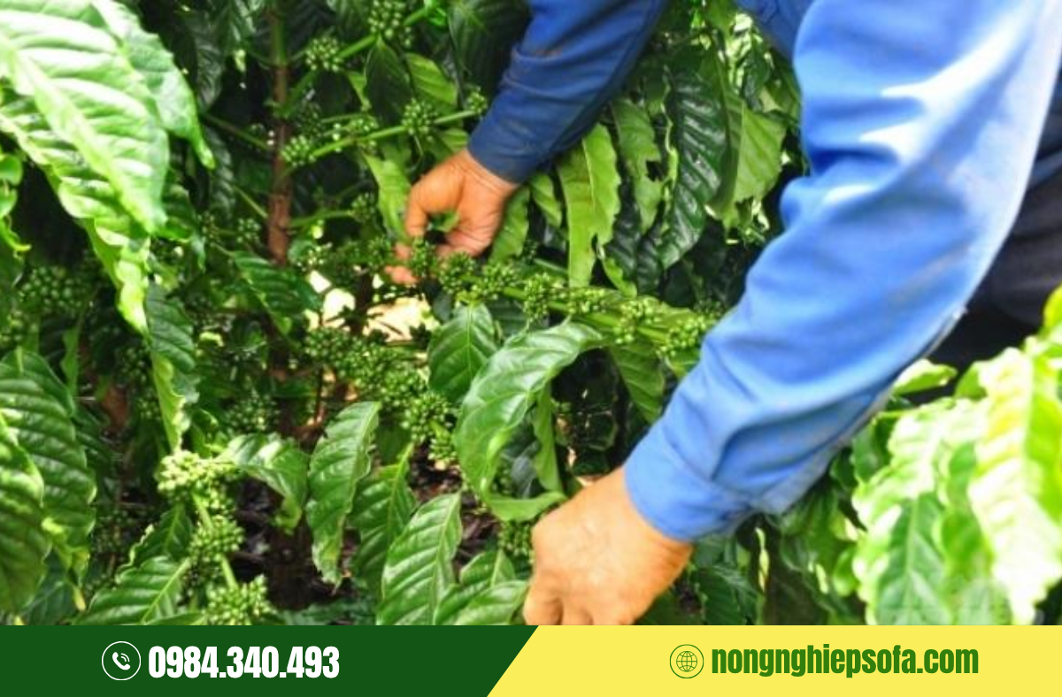 NGUYÊN NHÂN CÀ PHÊ RỤNG TRÁI NON VÀ 4 CÁCH KHẮC PHỤC 2 ca-phe-rung-trai-non-do-dau