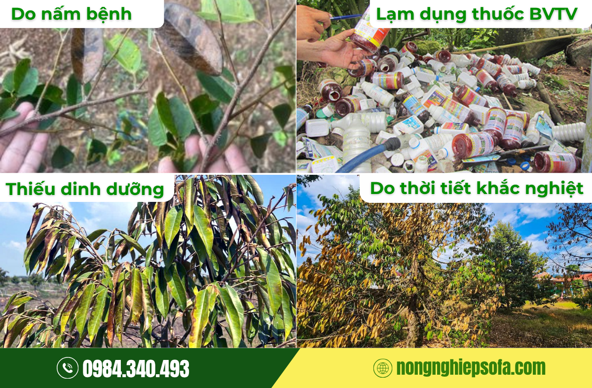 NGUYÊN NHÂN SẦU RIÊNG BỊ KHÔ ĐỌT VÀ 4 BƯỚC XỬ LÝ HIỆU QUẢ 2 nguyen-nhan-sau-rieng-bi-kho-dot