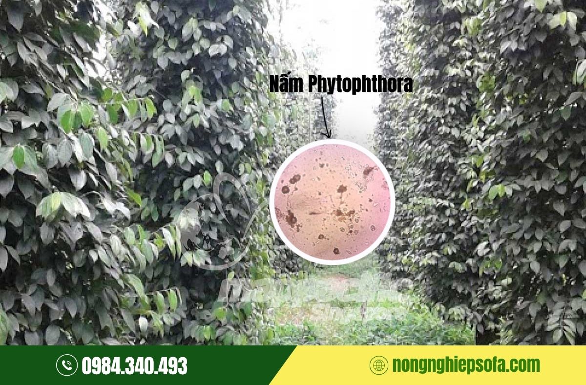 Tác nhân gây bệnh chết nhanh trên cây tiêu 