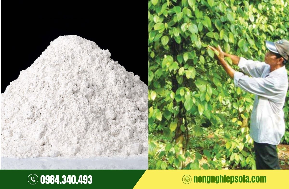 Cách phòng và chữa bệnh chết nhanh trên cây hồ tiêu