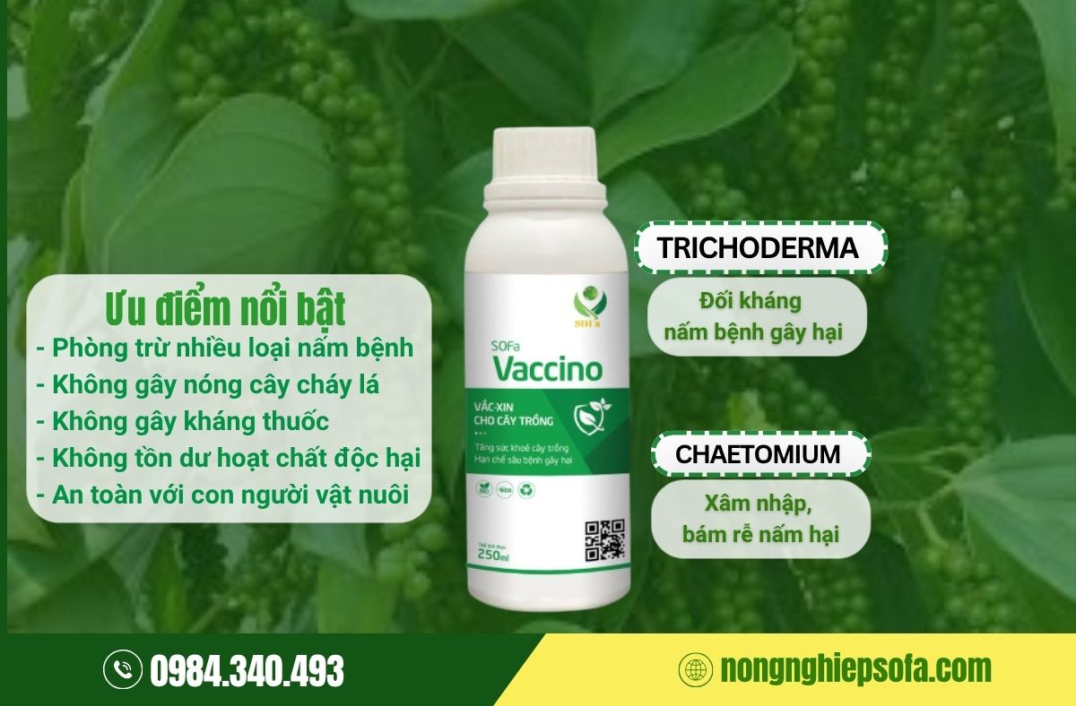 Xử lý bệnh chết nhanh trên cây hồ tiêu bằng chế phẩm sinh học