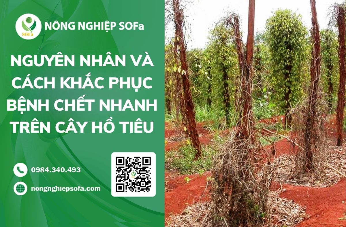 Bệnh chết nhanh trên cây hồ tiêu