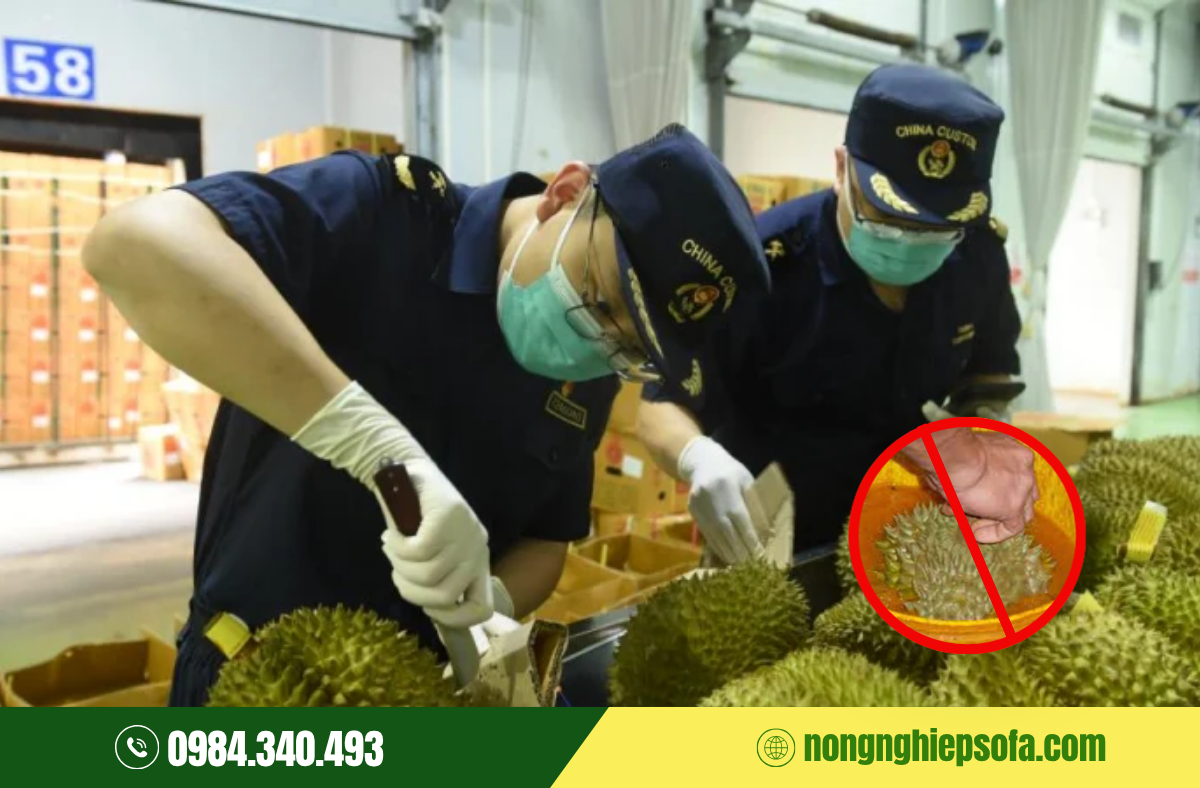 CHẤT VÀNG O TRONG SẦU RIÊNG CÓ TÁC DỤNG GÌ? 4 CÁCH KHẮC PHỤC 2 kiem-nghiem-vang-o-trong-sau-rieng