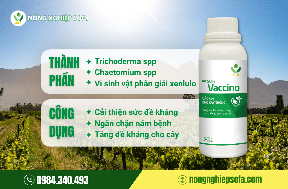 Phòng trừ nấm bệnh sinh học hiệu quả với SOFa VACCINO 250ml