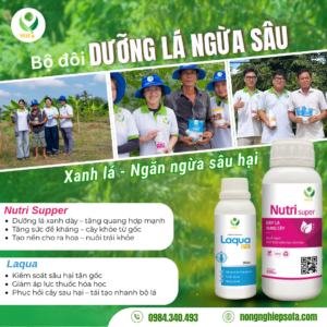 SAN PHAM SAN 1