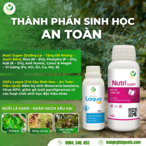 SAN PHAM SAN