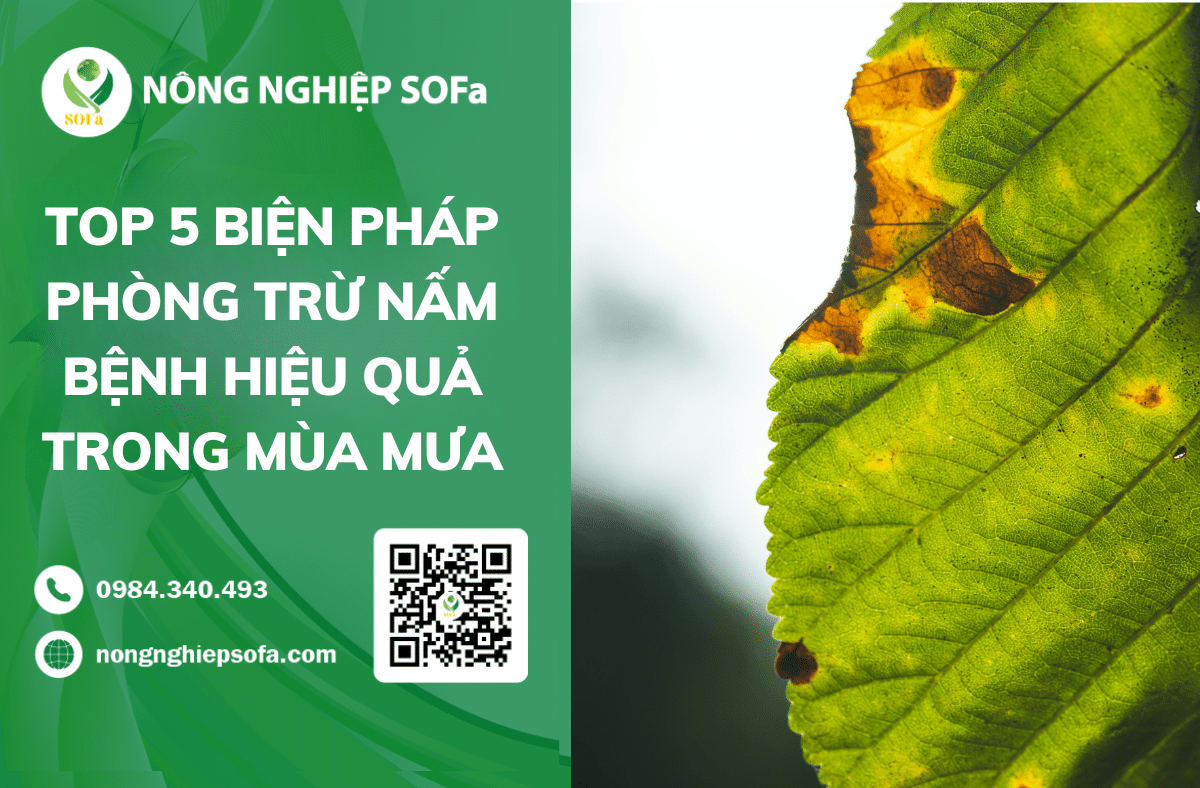 Top 5 biện pháp phòng trừ nấm bệnh hiệu quả trong mùa mưa