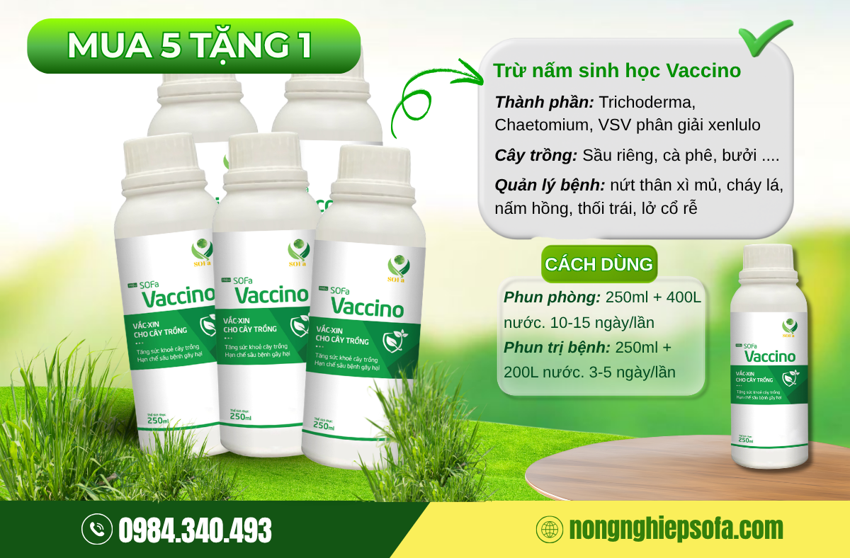 NGUYÊN NHÂN SẦU RIÊNG BỊ KHÔ ĐỌT VÀ 4 BƯỚC XỬ LÝ HIỆU QUẢ 3 tri-sau-rieng-bi-kho-dot