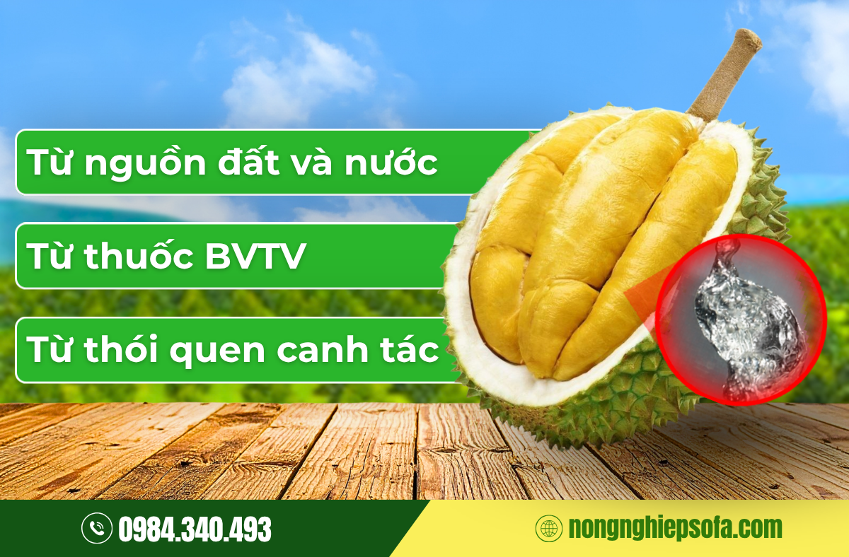 3 nguyên nhân chính khiến sầu riêng nhiễm cadimi