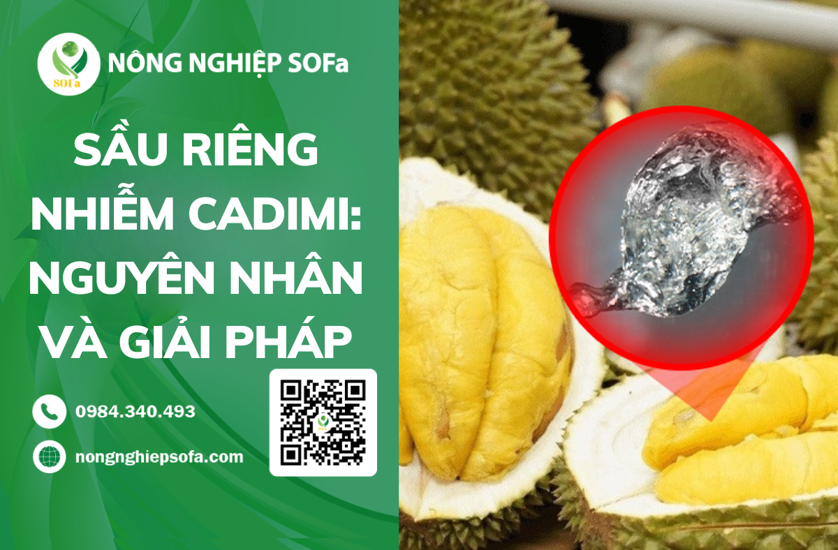 sầu riêng nhiễm cadimi
