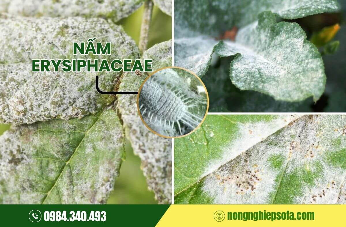 Nguyên nhân bệnh phấn trắng là do các loại nấm thuộc họ Erysiphaceae gây ra