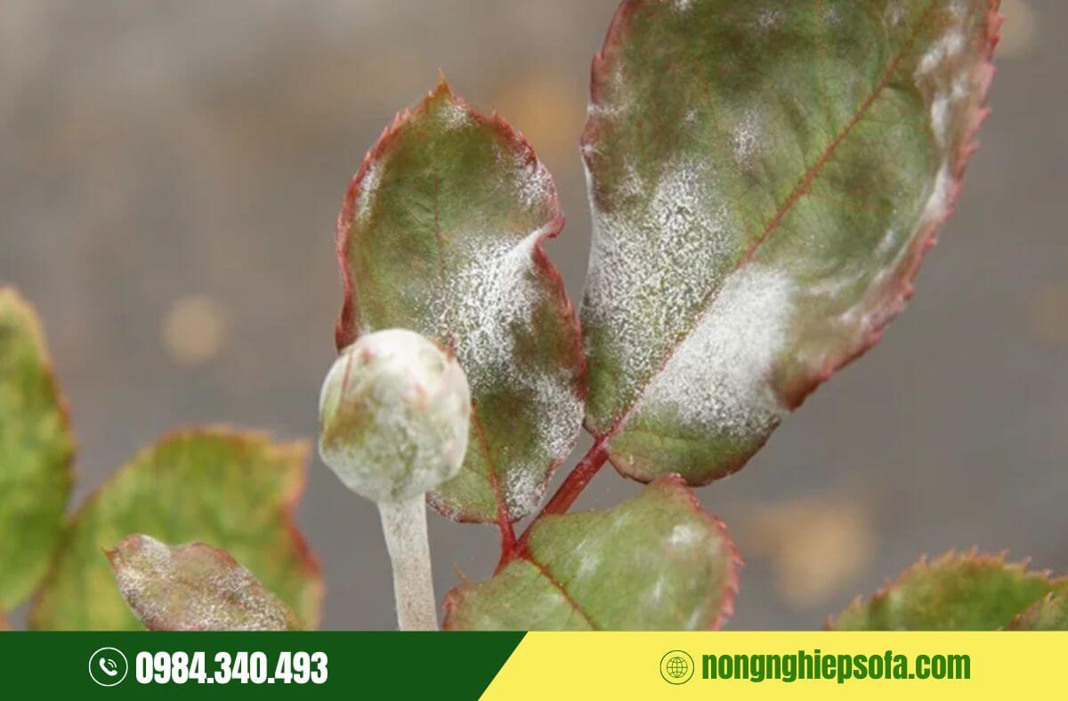 Bệnh phấn trắng ở cây hoa hồng