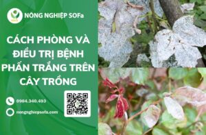 Cách phòng và điều trị bệnh phấn trắng trên cây trồng