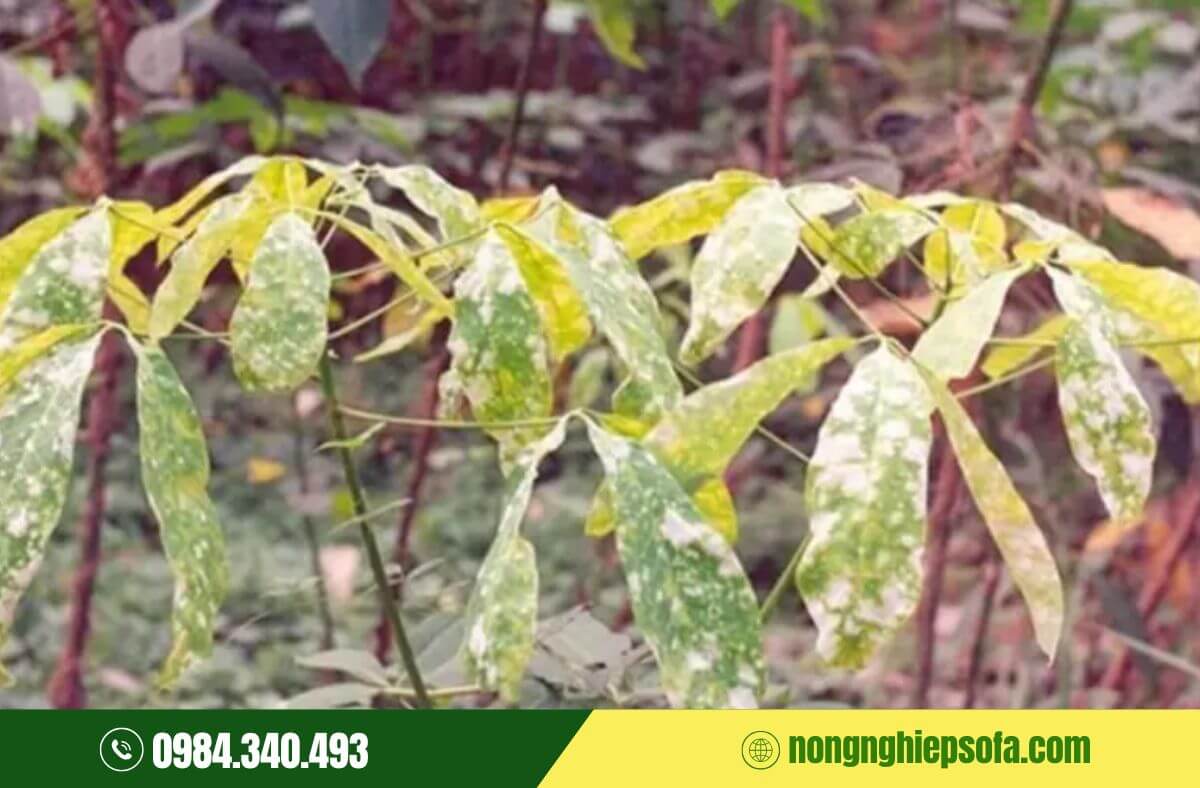 Bệnh phấn trắng trên cây cao su