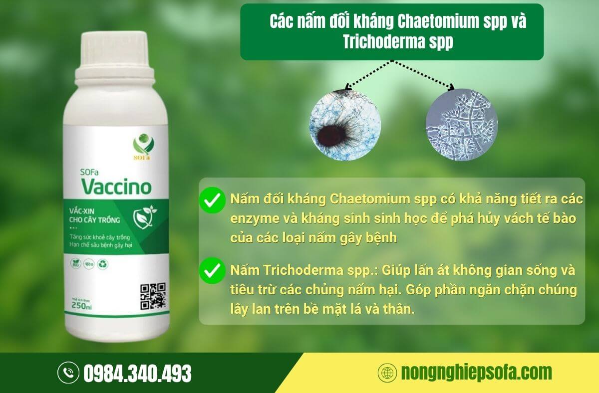 Giải pháp trị bệnh phấn trắng 
