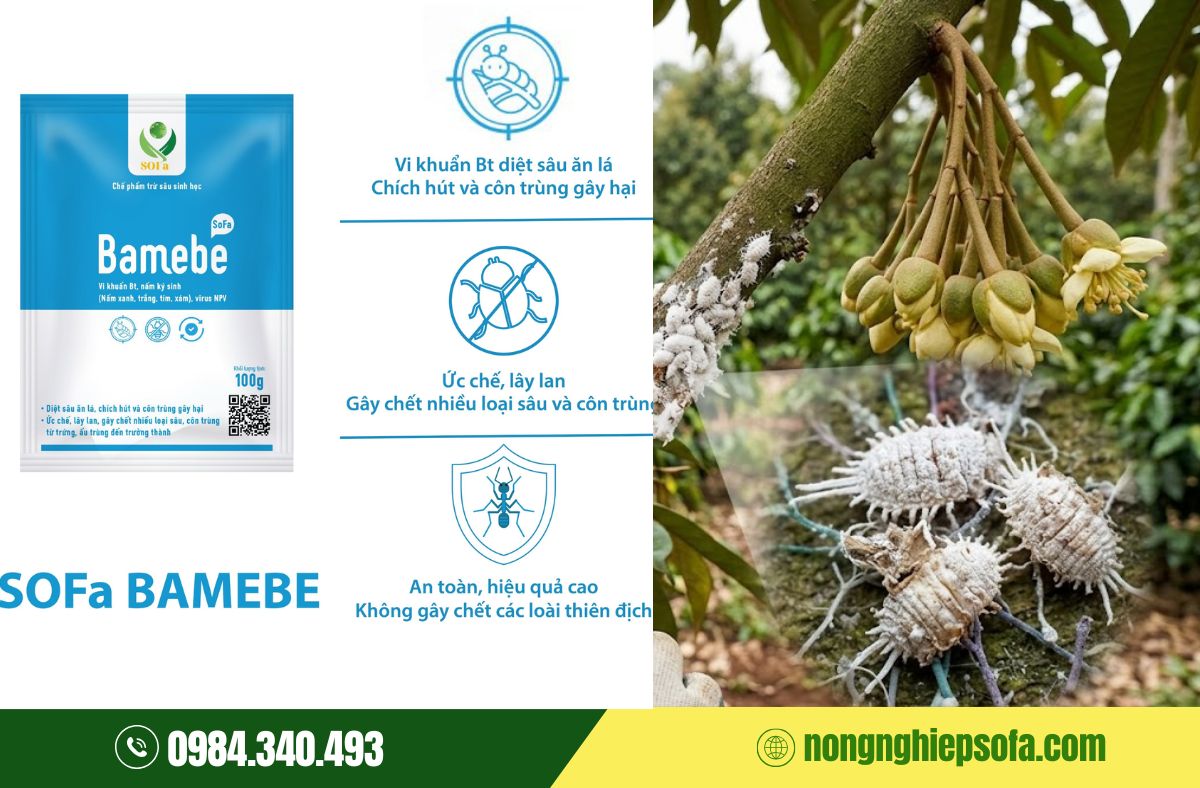 Cách trị rệp sáp trong đất bằng chế phẩm sinh học