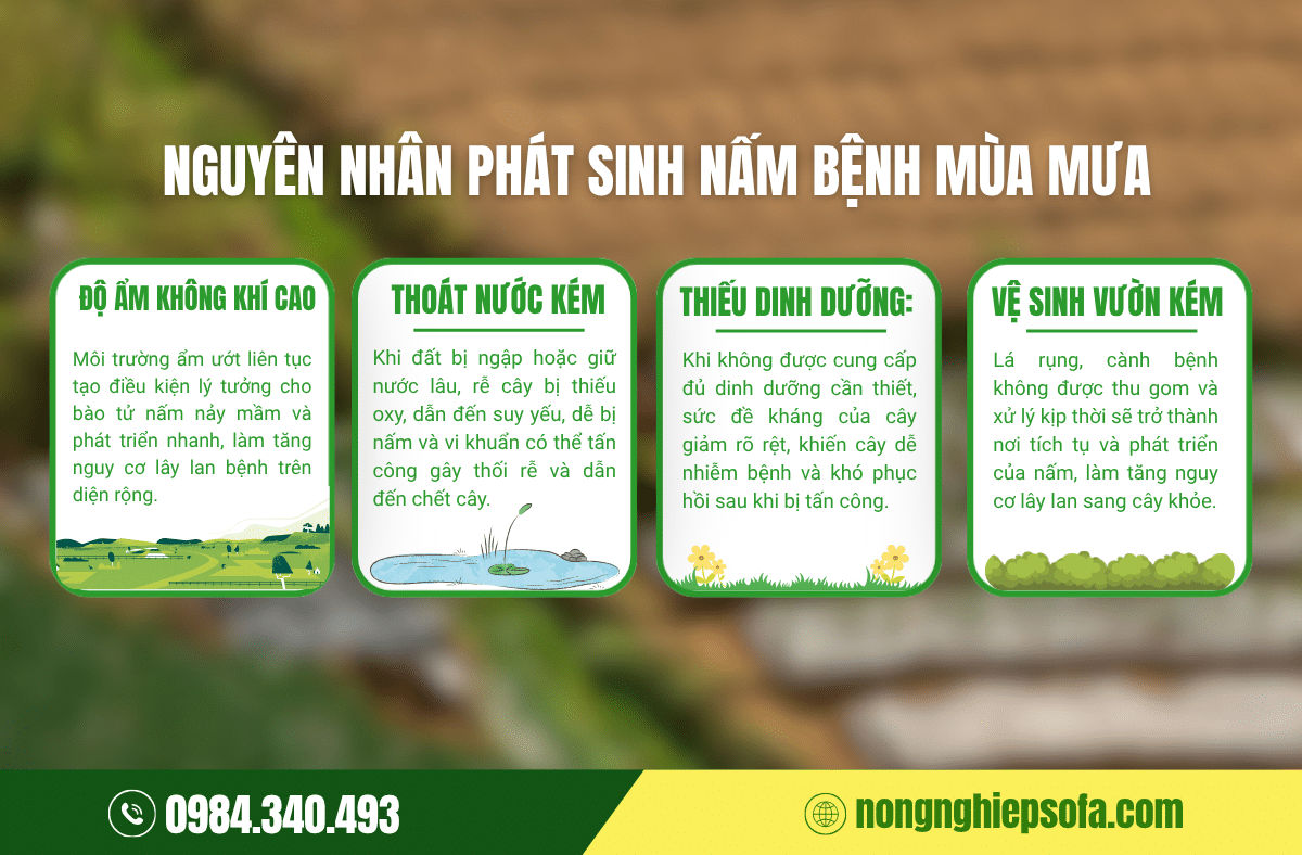 Nguyên nhân phát sinh nấm bệnh mùa mưa 