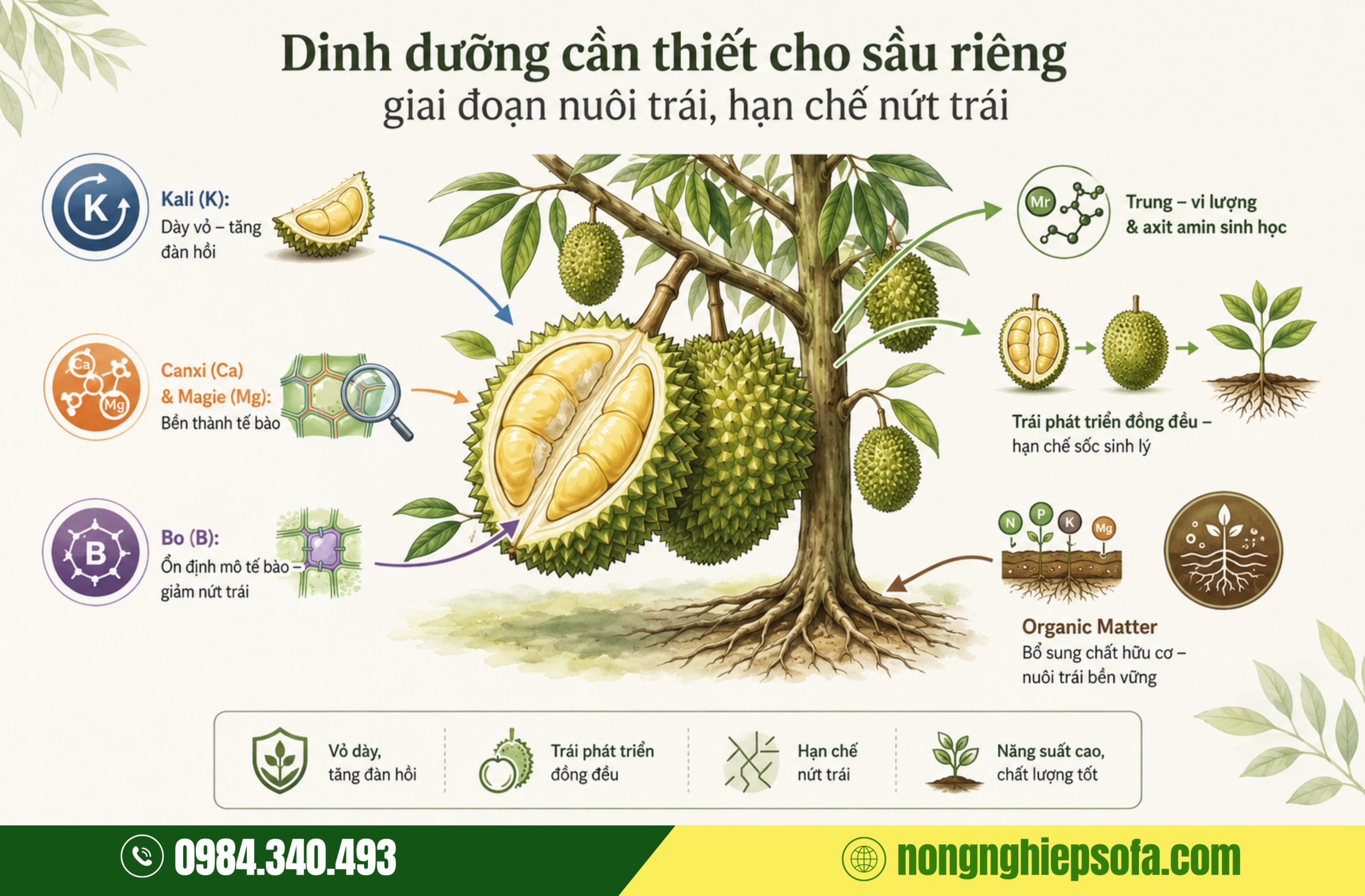 Nguyên nhân khiến sầu riêng bị méo trái, rụng non