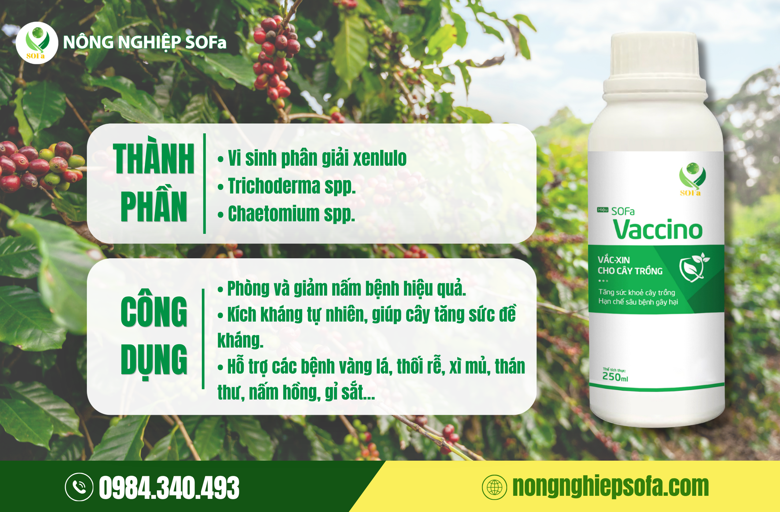 Trồng xen canh cây gì trong vườn cà phê để đạt hiệu quả kinh tế bền vững? 5 Giải pháp sinh học giúp vườn cà phê trồng xen canh khỏe mạnh