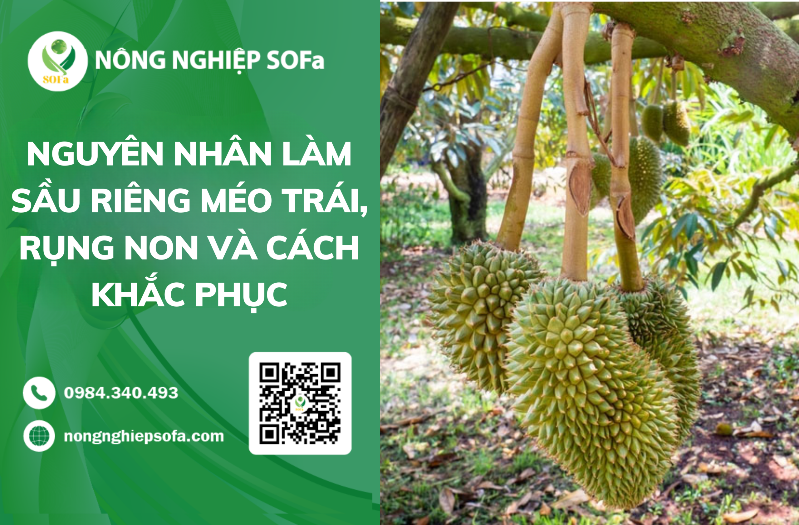 Nguyên nhân khiến sầu riêng méo trái, rụng non và cách khắc phục