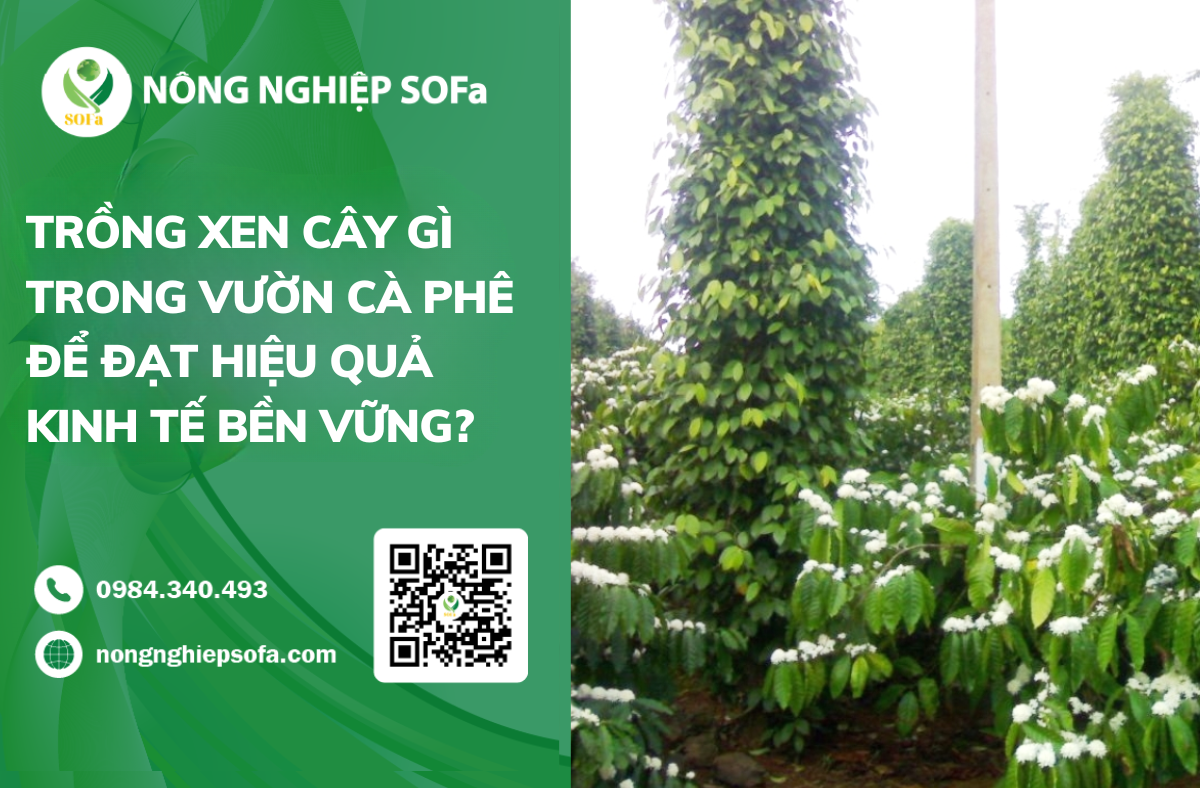 Trồng xen canh cây gì trong vườn cà phê để đạt hiệu quả kinh tế bền vững? 1 Trồng xen cây gì trong vườn cà phê để đạt hiệu quả kinh tế bền vững?