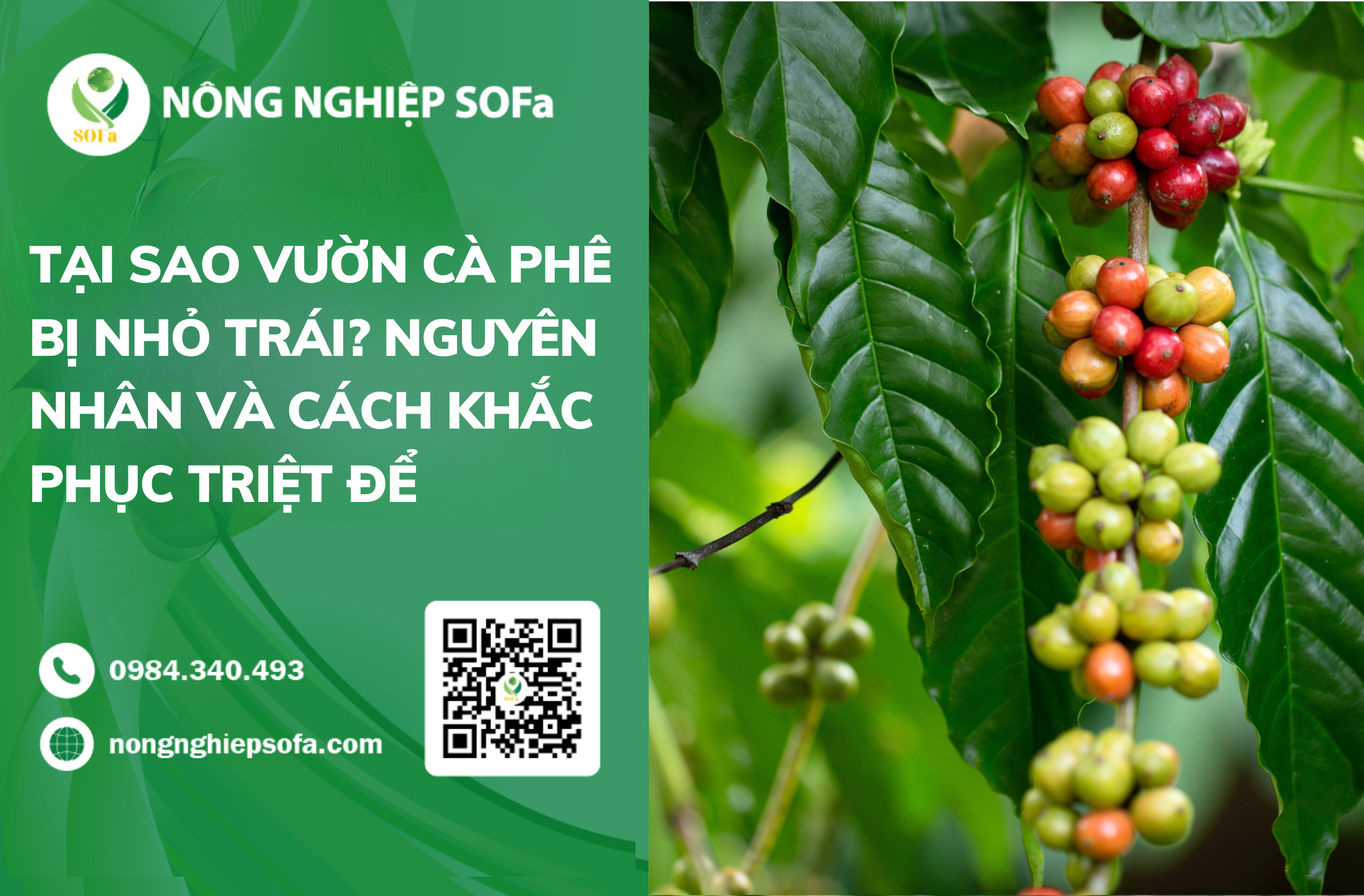 Tại Sao Vườn Cà Phê Bị Nhỏ Trái? 6 Nguyên Nhân Và Cách Khắc Phục Triệt Để
