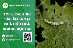 TOP 6 CÁCH TRỊ SÂU ĂN LÁ TẠI NHÀ HIỆU QUẢ KHÔNG ĐỘC HẠI