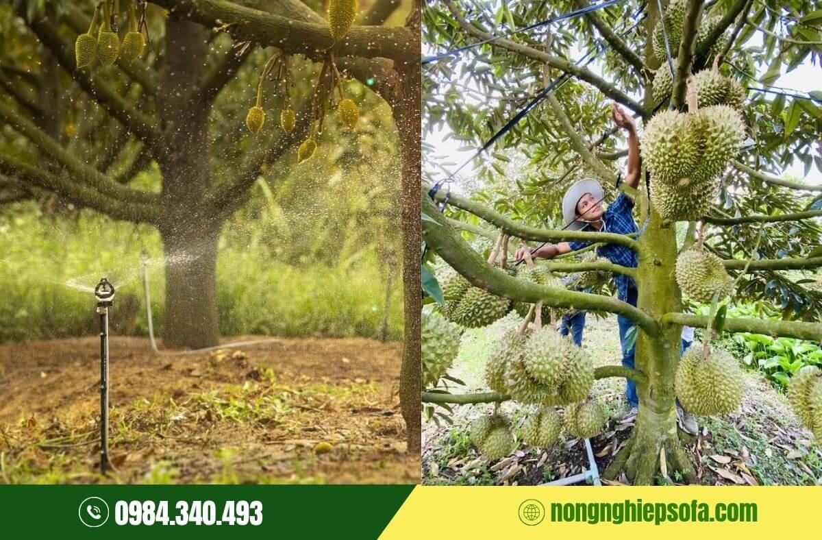 Nguyên nhân và cách phòng ngừa bệnh thối trái sầu riêng 2 Bệnh thối trái sầu riêng