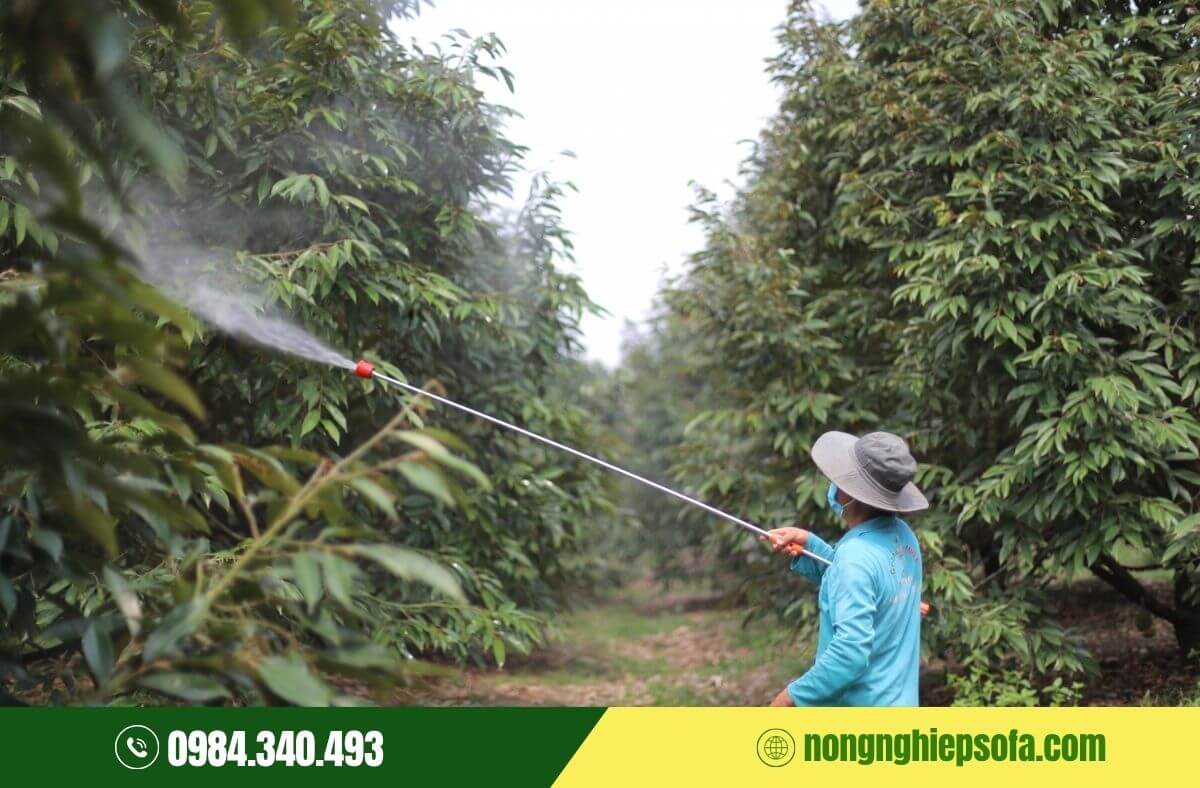 Nguyên nhân và cách phòng ngừa bệnh thối trái sầu riêng 3 Bệnh thối trái sầu riêng