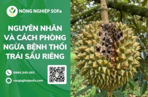 Bệnh thối trái sầu riêng