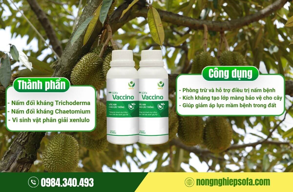 Nguyên nhân và cách phòng ngừa bệnh thối trái sầu riêng 4 Bệnh thối trái sầu riêng