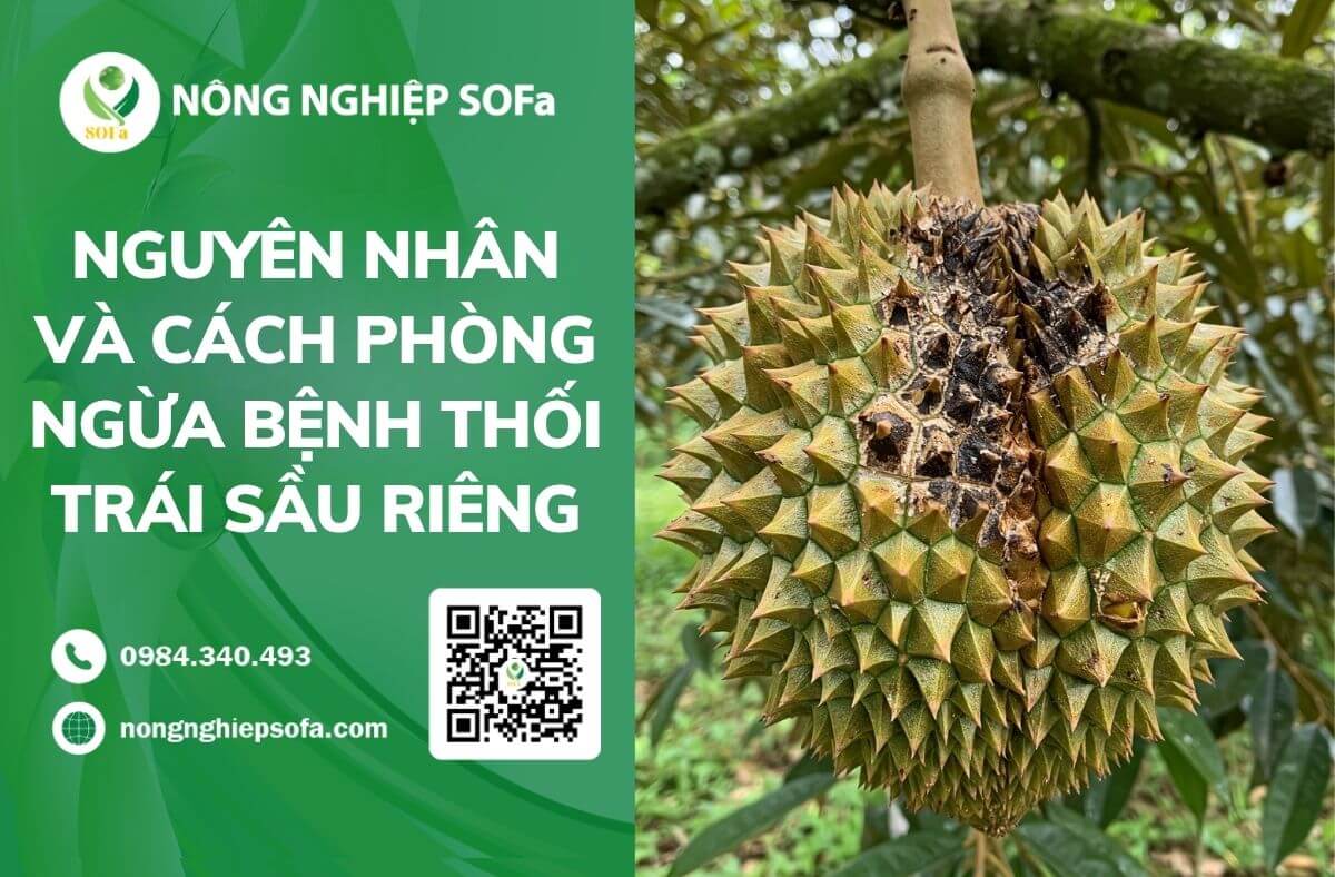 Nguyên nhân và cách phòng ngừa bệnh thối trái sầu riêng 1 Bệnh thối trái sầu riêng