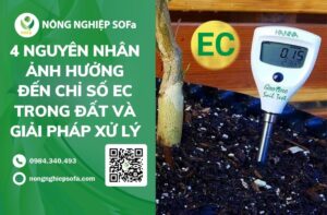 CHỈ SỐ EC TRONG ĐẤT