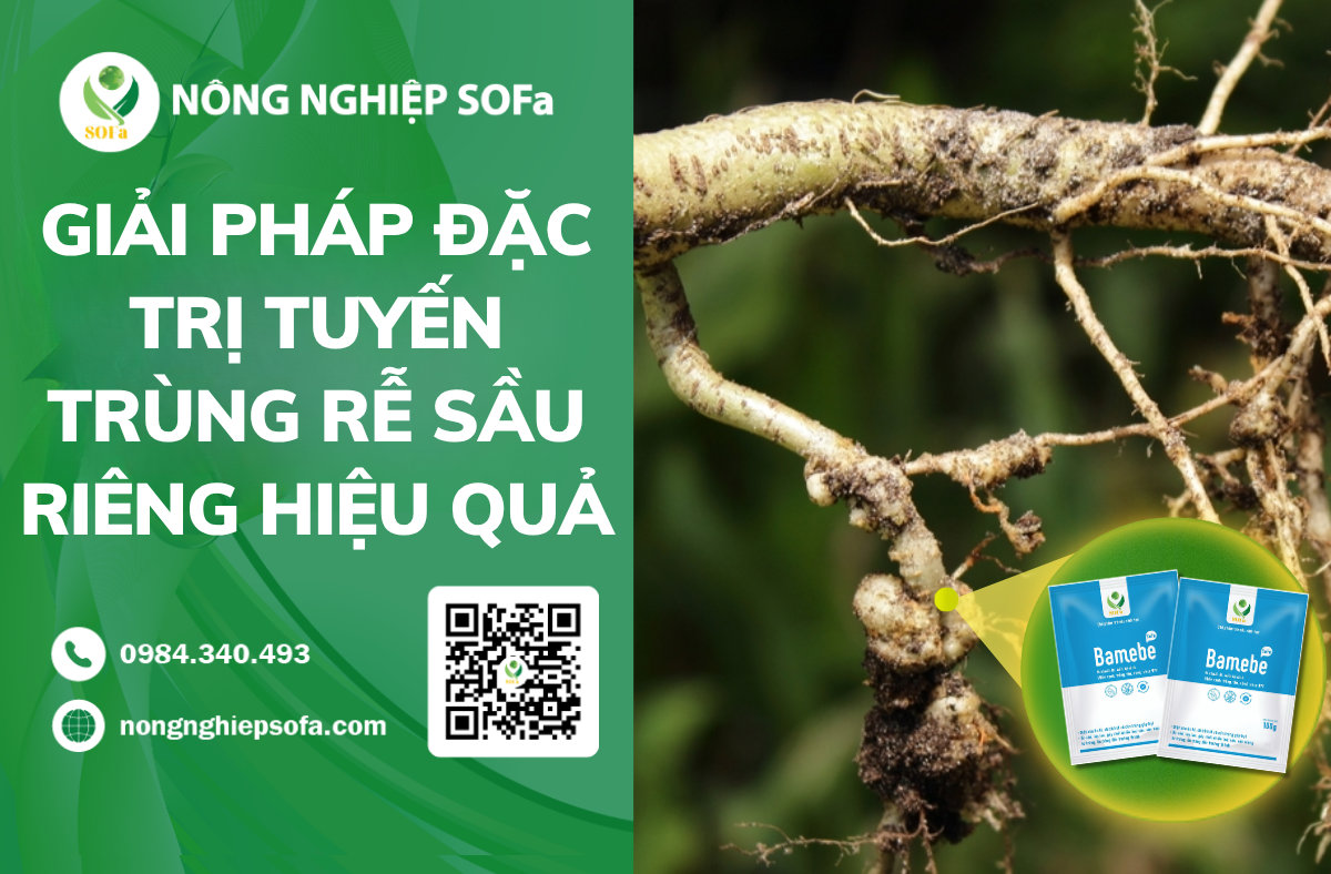 GIAI PHAP DAC TRI TUYEN TRUNG RE SAU RIENG HIEU QUA