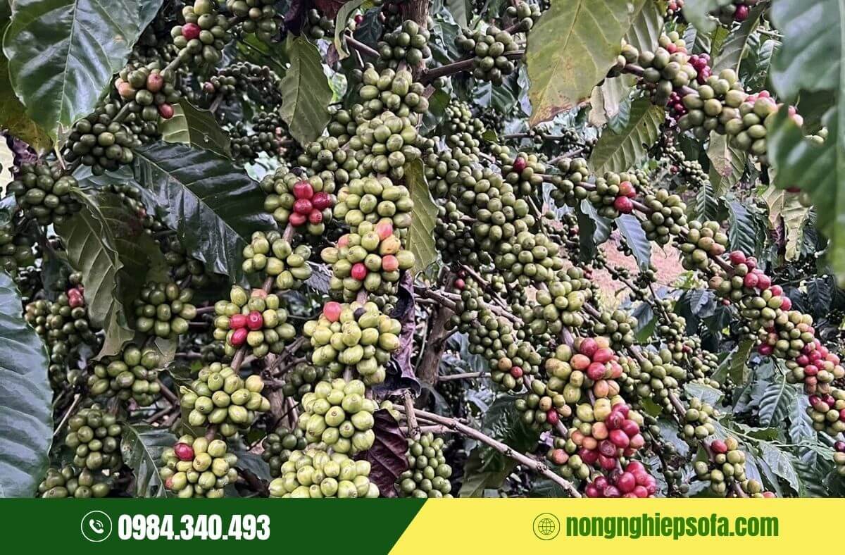 Giống cà phê Thiện Trường