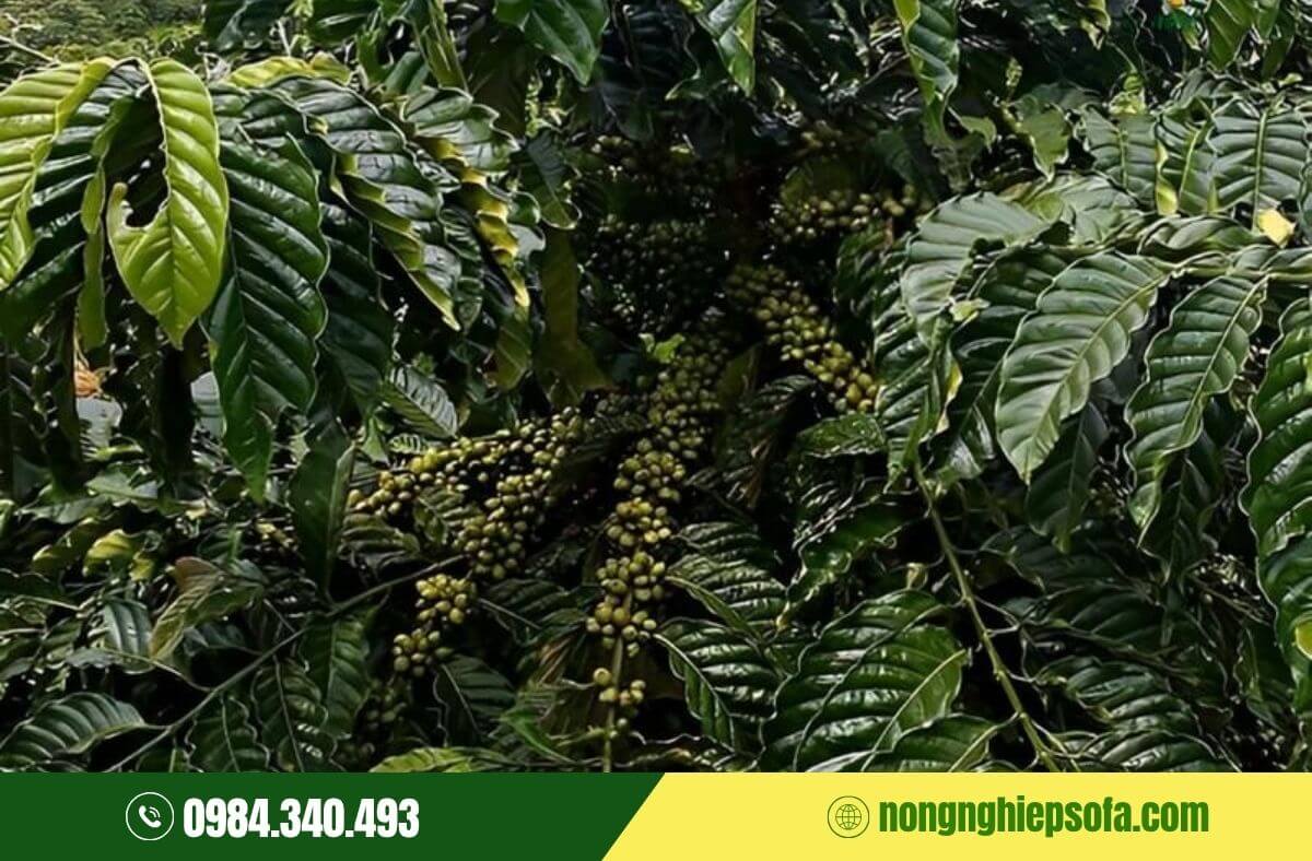 Giống cà phê xanh lùn