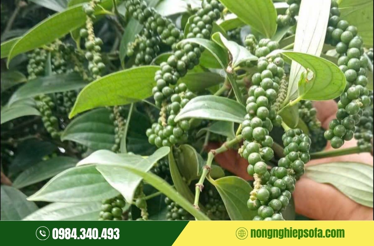 Kỹ thuật làm bông hồ tiêu hiệu quả cao 2 Thời điểm làm bông hồ tiêu chuẩn nhất