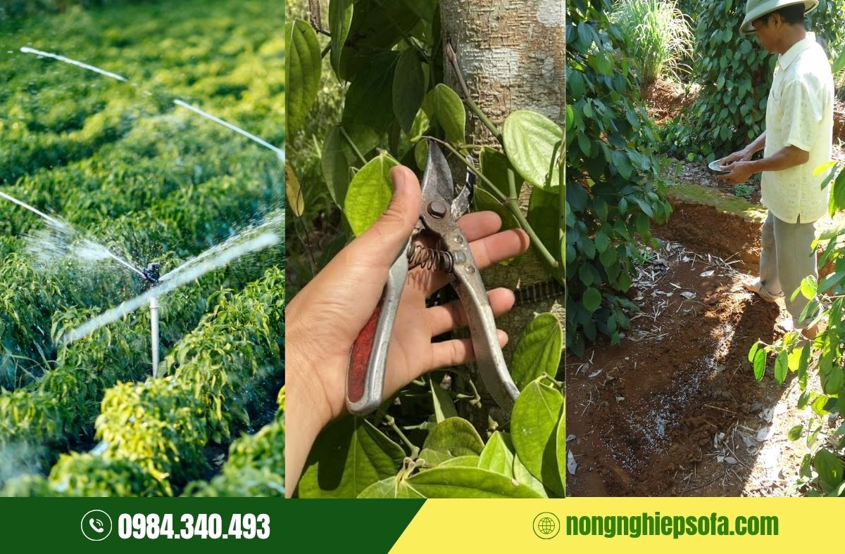 Kỹ thuật làm bông hồ tiêu hiệu quả cao 3 Các bước làm bông hồ tiêu đúng chuẩn kỹ thuật