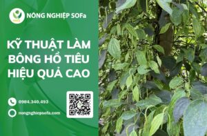 Kỹ thuật làm bông hồ tiêu hiệu quả cao