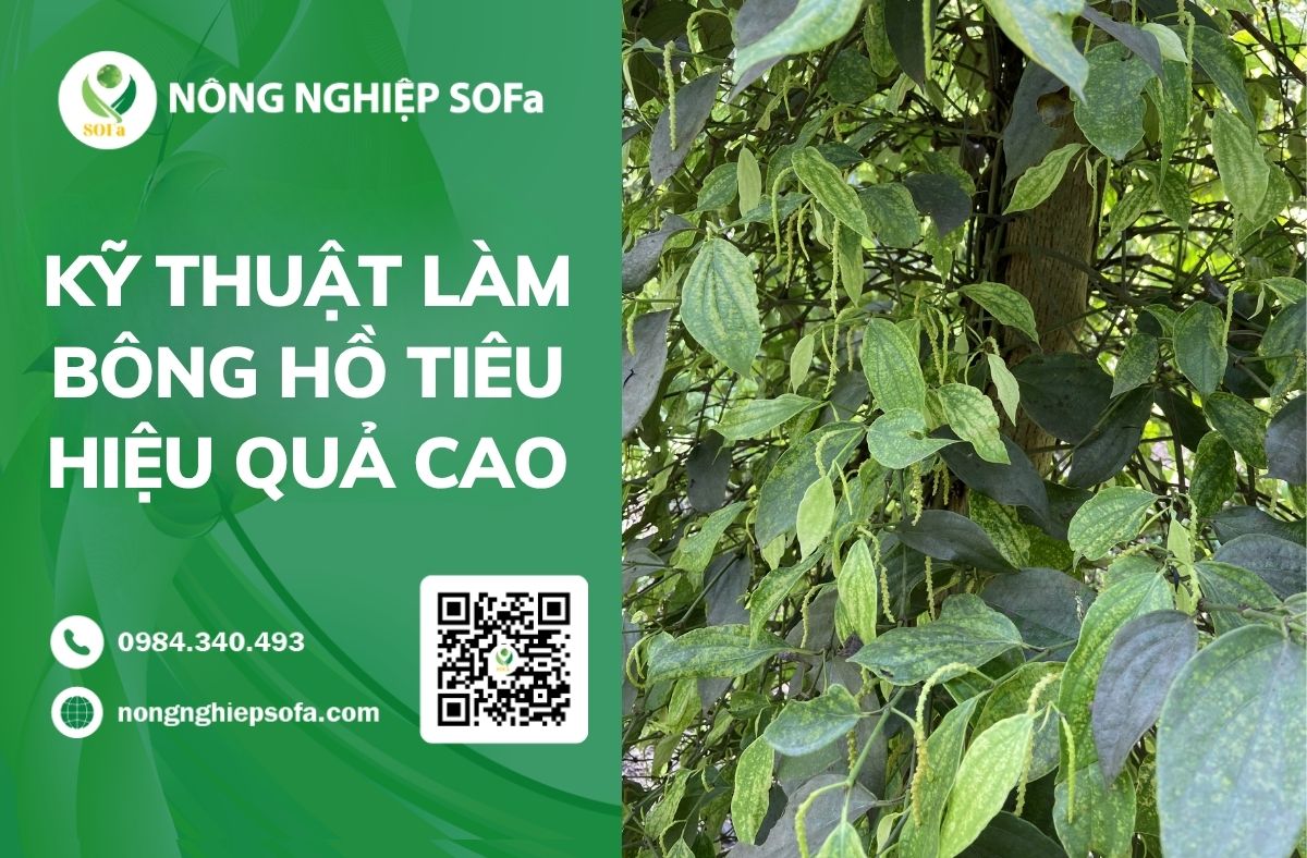 Kỹ thuật làm bông hồ tiêu hiệu quả cao 1 Kỹ thuật làm bông hồ tiêu hiệu quả cao