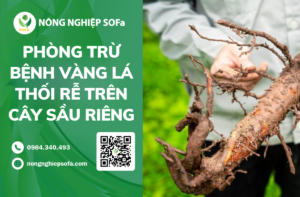 Phong tru benh vang la thoi re tren cay sau rieng hieu qua