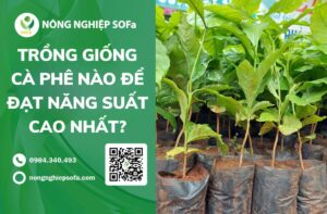 Trồng giống cà phê nào để đạt năng suất cao nhất?