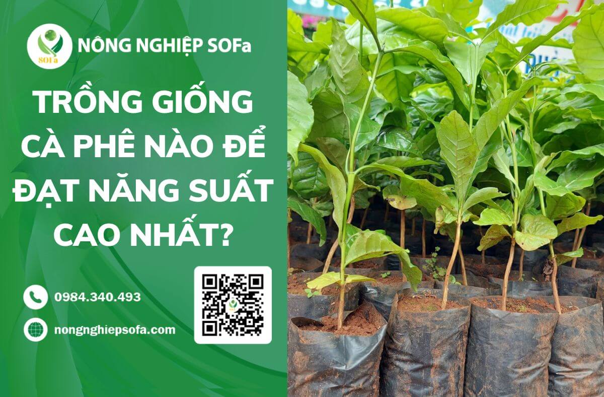 Trồng giống cà phê nào để đạt năng suất cao nhất?