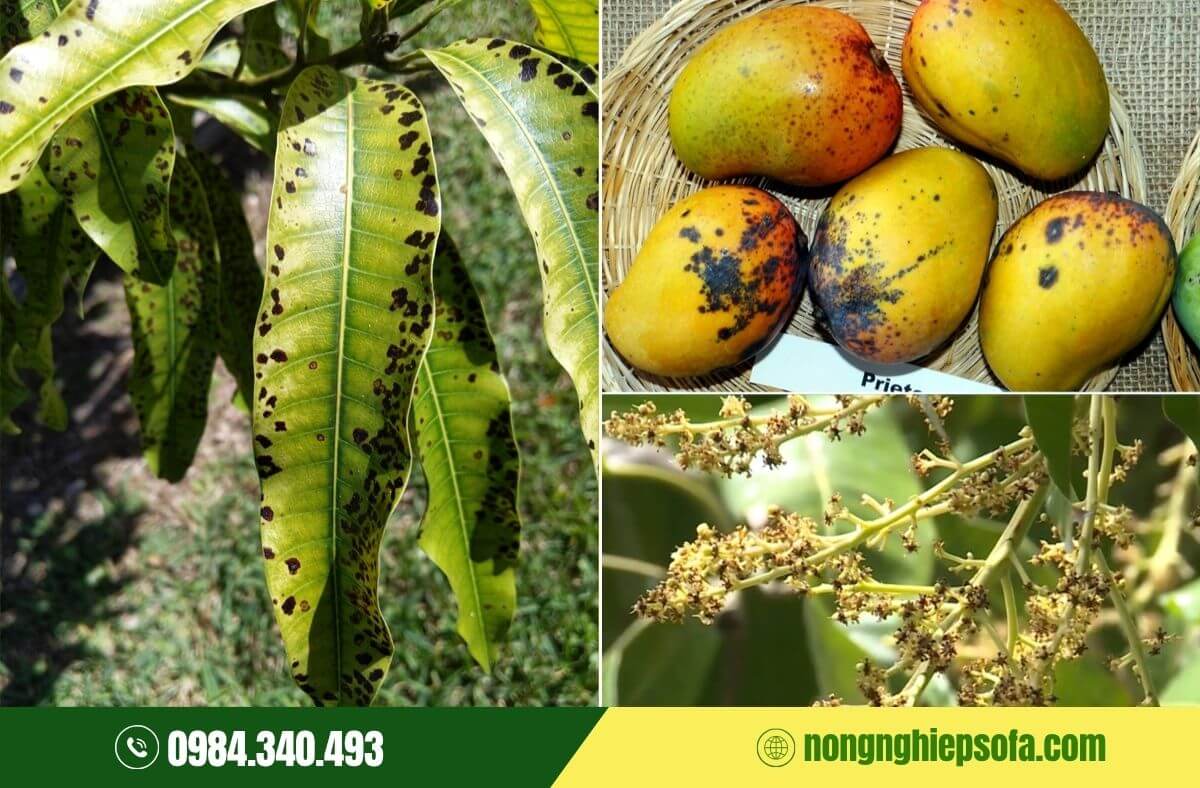 các loại nấm bệnh hại cây trồng