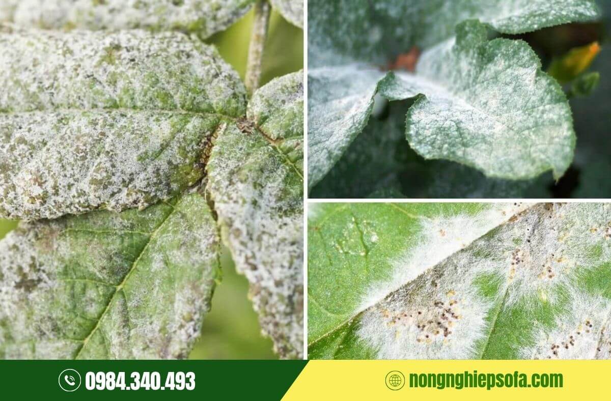 các loại nấm bệnh hại cây trồng