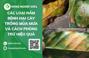 các loại nấm bệnh hại cây trồng