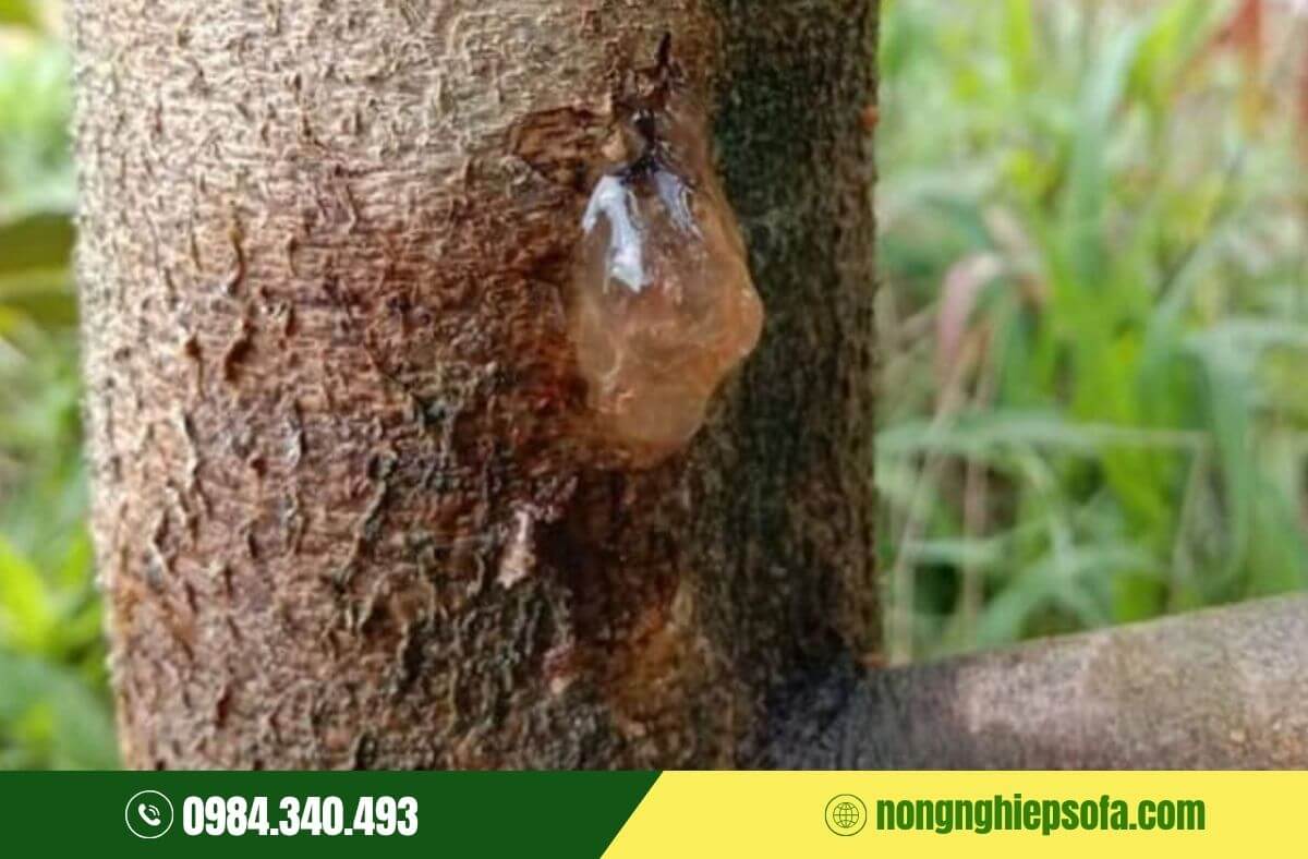 các loại nấm bệnh hại cây trồng